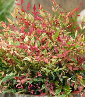 Nandina domestica 'Red light'